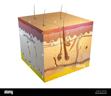 Human Skin Cross Section Digital Illustration 3d Rend