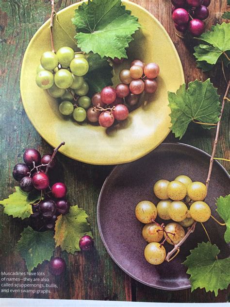 And a wild grape vine growing in a tree has no hope for actually producing grapes. Muscadine grapes | Scuppernong, Grapes, Growing grapes