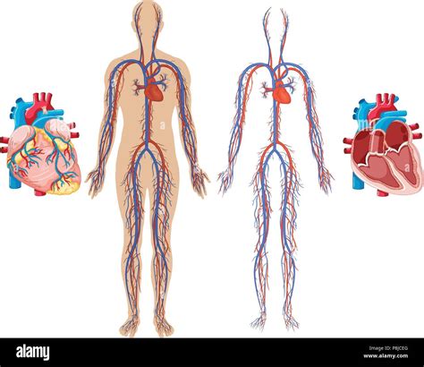 Corazón Humano Y Sistema Cardiovascular Ilustración Imagen Vector De