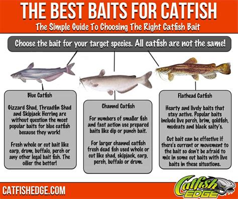 Best Catfish Bait The Top 5 Catfish Baits Made Simple