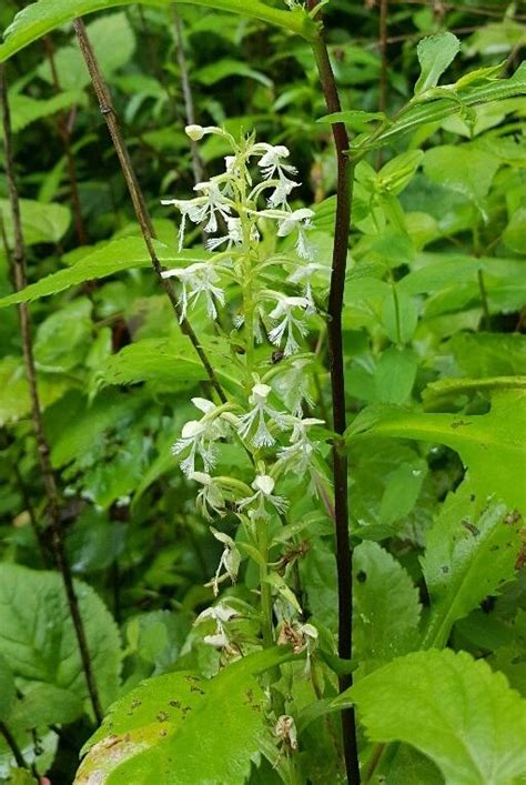Rare Orchids Abound In Wvas Wild Places West Virginia Public