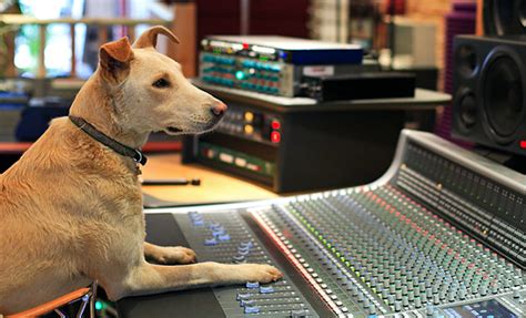 Which pet insurance company, among the many companies to at the insured pet, we can help answer these questions. recording studio video tours and record producer interviews
