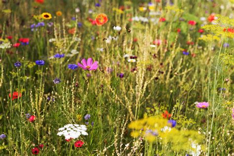 How To Turn Your Lawn Into A Wildflower Meadow And Why You Should 2022