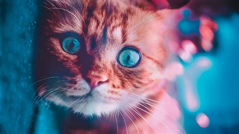 1366x768 Cat Glowing Eyes 1366x768 Resolution Hd 4k Wallpapers Images