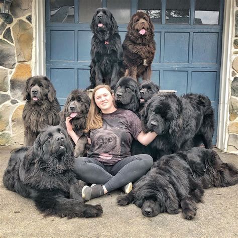 This Woman Lives With 9 Fluffy Newfoundlands Mnn Mother Nature