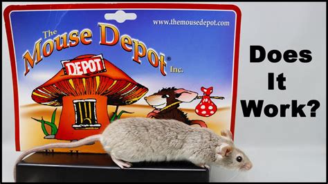 Does The Mouse Depot Mouse Trap Catch Mice Some Work And Some Dont