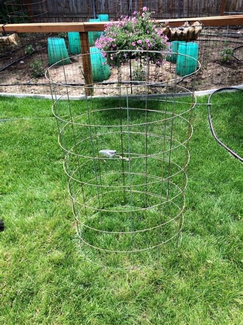 Diy Inexpensive Tomato Cage That Lasts For Years