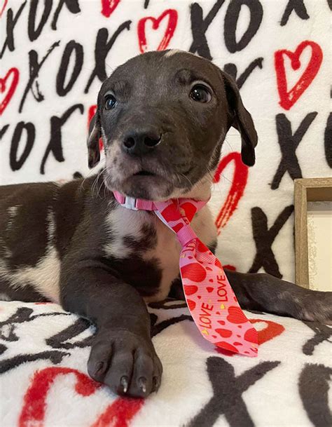 Below you will see the puppies available for sale. Eggnog, Male Blanketed Harlequin - Ready to go home Feb 8 ...