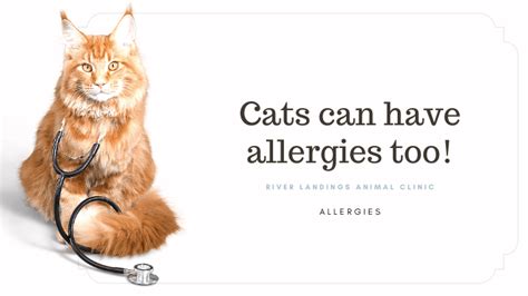 Allergies In Cats Symptoms And Treatment — River Landings Animal Clinic