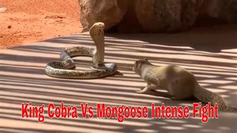King Cobra Vs Mongoose Real Fight Mongoose Vs Snake Fight Drops Of