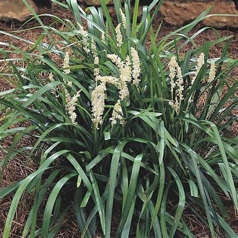 Liriope Muscari Monroes White Monroes White Lily Turf Blooms With