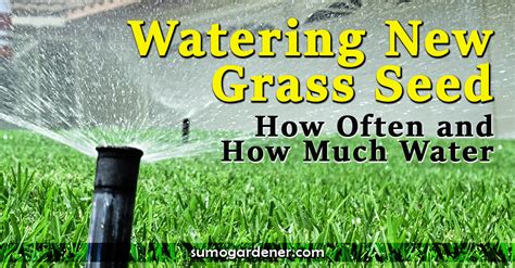 Watering New Grass Seed How Often And How Much Water