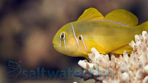 Citron Clown Goby Size 125 225 Inches For Sale Gobiodon Citrinus