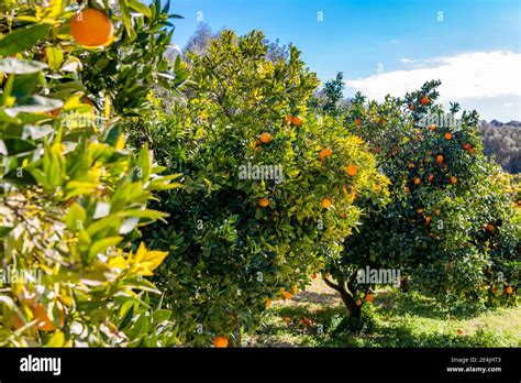 Orange Orchard Hi Res Stock Photography And Images Alamy