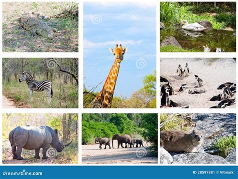South African Animals List A Z Chart Of A To Z Wild Animals Stock