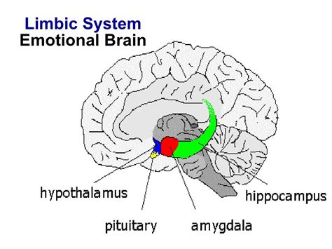 Limbic System Emotional Brain