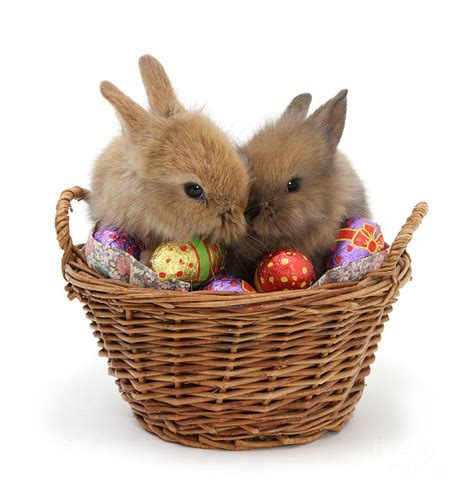 Easter Bunny Basket Photograph By Warren Photographic Pixels