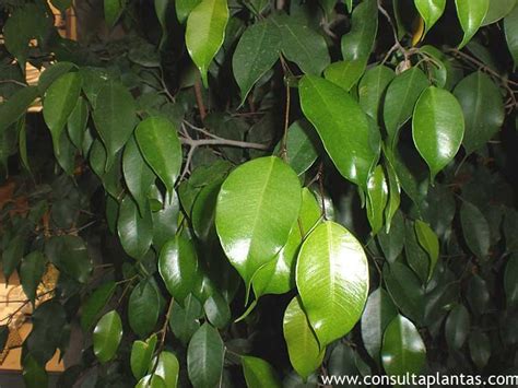 Ficus benjamina o Ficus de hoja pequeña Cuidados