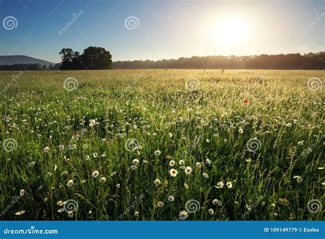 Daisies In The Field Near The Mountains Stock Image Image Of Nature