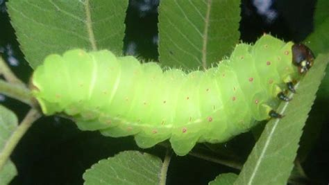 Luna Moth Caterpillar Whats That Bug