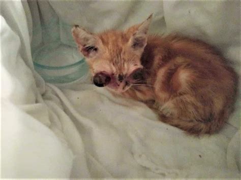 Update Look At Him Now Stray Kitten Found With Severe Eye Injuries