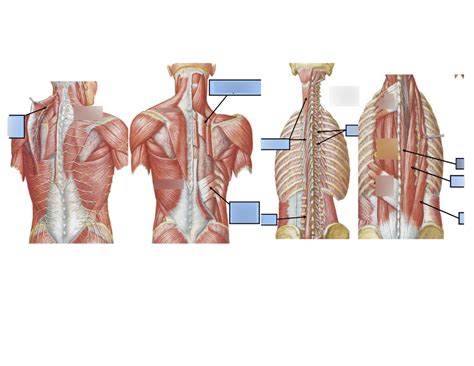 Msk Muscles Of The Back Diagram Quizlet