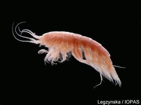 Benthic Amphipods Arctic Ocean Biodiversity