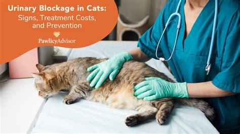 Urinary Blockage In Cats Signs Treatment Costs And Prevention Pawlicy