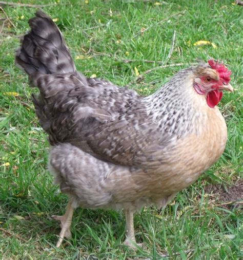 When it comes to temperament, there seems to be some disagreeing opinions. Cream Legbar For Sale | Chickens | Breed Information | Omlet