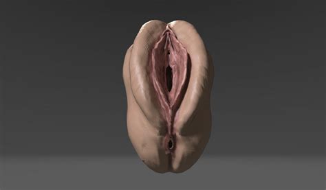 Realistic Female Vagina 3D Model In Anatomy 3DExport