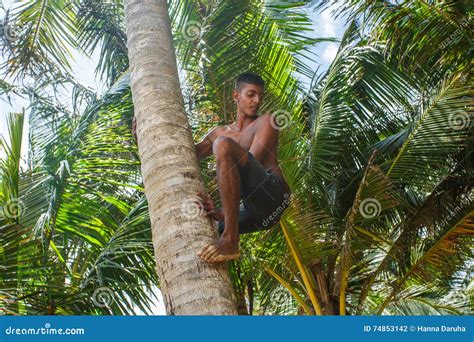 Deft Man Climbing Palm Tree Editorial Photo Cartoondealer Com