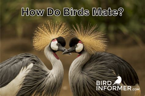 How Do Birds Mate Bird Informer