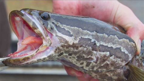 Northern Snakehead Fish Found In Md Ponds