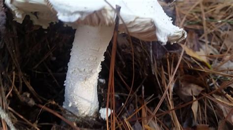 Wild White Mushrooms Growing In Yard Youtube