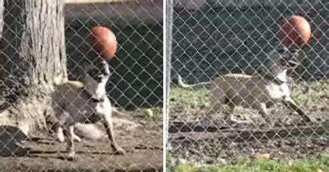 Dog Balancing Ball On Head Twistedsifter