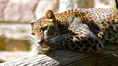 Hq Leopard Wallpapers Animals 1080 1920 Peaceful