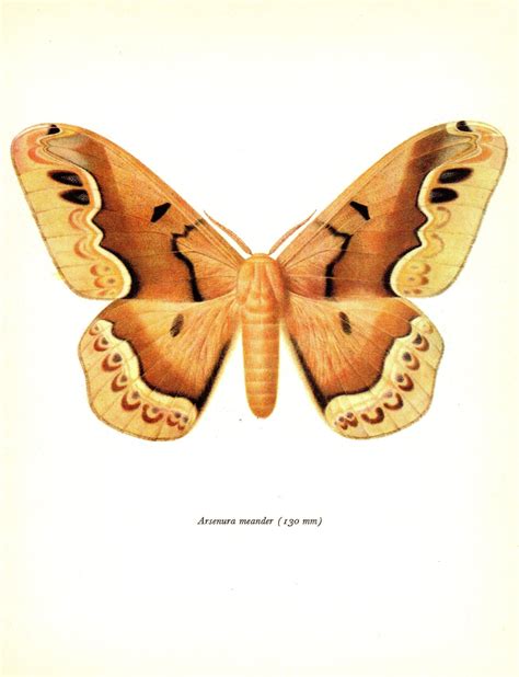 Beautiful Antique Moth Print Moth Gallery Wall Art Moth Tattoo Etsy