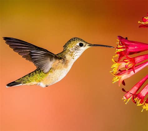 Hummingbirds Audubon Rockies