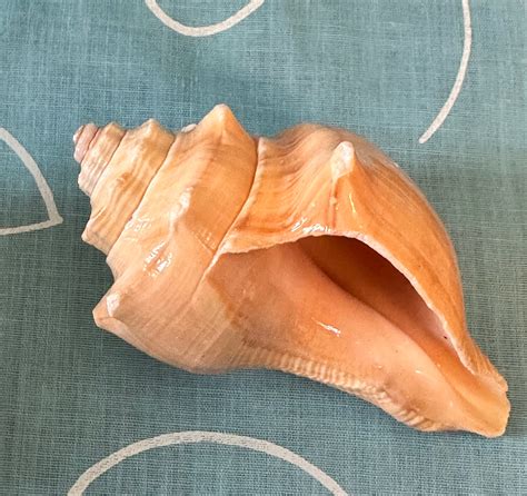 Set Of Two 4 Conch Seashells Etsy