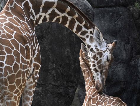 Connye 4 Year Old Giraffe At Montgomery Zoo Dies Unexpectedly