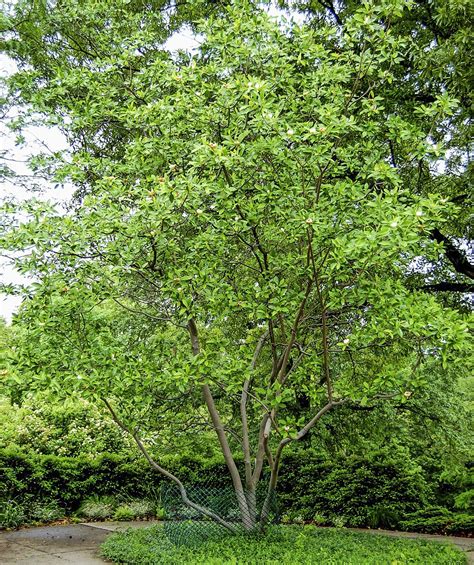 Top 10 Fast Growing Trees For Your Landscape Birds And Blooms