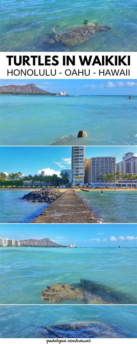 Where To See Turtles In Oahu Best Time To See Turtles Waikiki