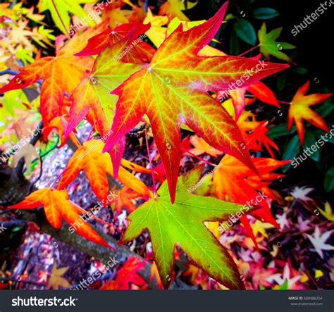 Beautiful Image Bright Red Maple Leaves Stock Photo 600486254
