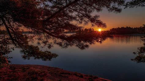 View Of Lake And Pine Tree During Sunset 4k Hd Nature