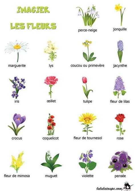 Identifying Flowers By Their Blooms Teaching French Learn French
