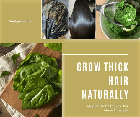 Grow Thick Hair Naturally With Betel Leavespaan Ka Patta Wellness Joy