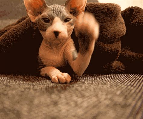 10 Curiosidades Incríveis Sobre Os Gatos Da Raça Sphynx