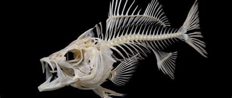 Fish Bones Animal Skeletons Fish Skeleton Skeleton