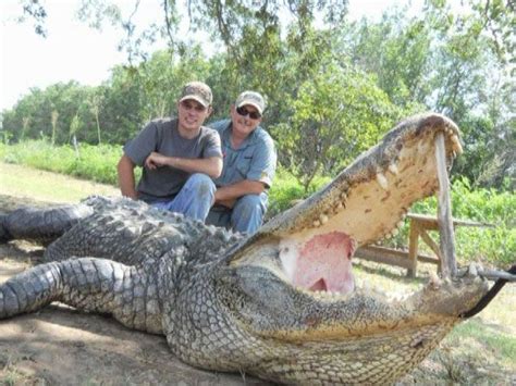 Lawyer Bags Monster Alligator In Trinity River