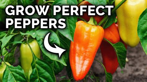 My Pepper Growing Secrets For Huge Harvests Youtube